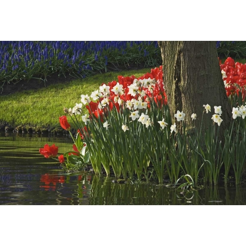 Netherlands, Lisse Flowers by ponds edge